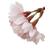 imagem de uma flor